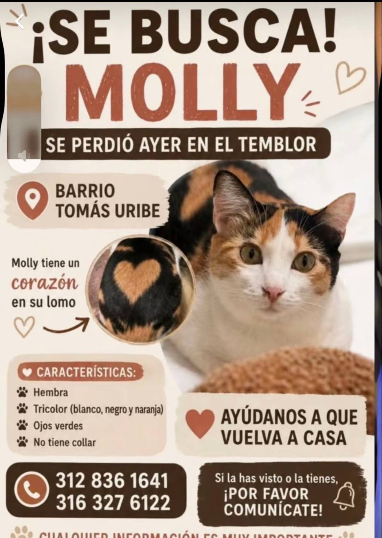 Molly, gato hembra, tricolor (blanco negro y naranja), ojos verdes y sin collar.