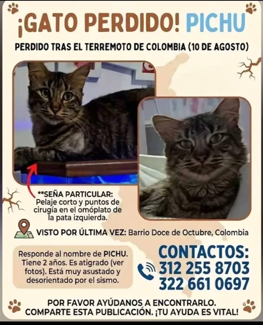 Pichu, tiene 2 años es atigrado, pelaje corto y puntos de cirugía en el omoplato de la pata izquierda