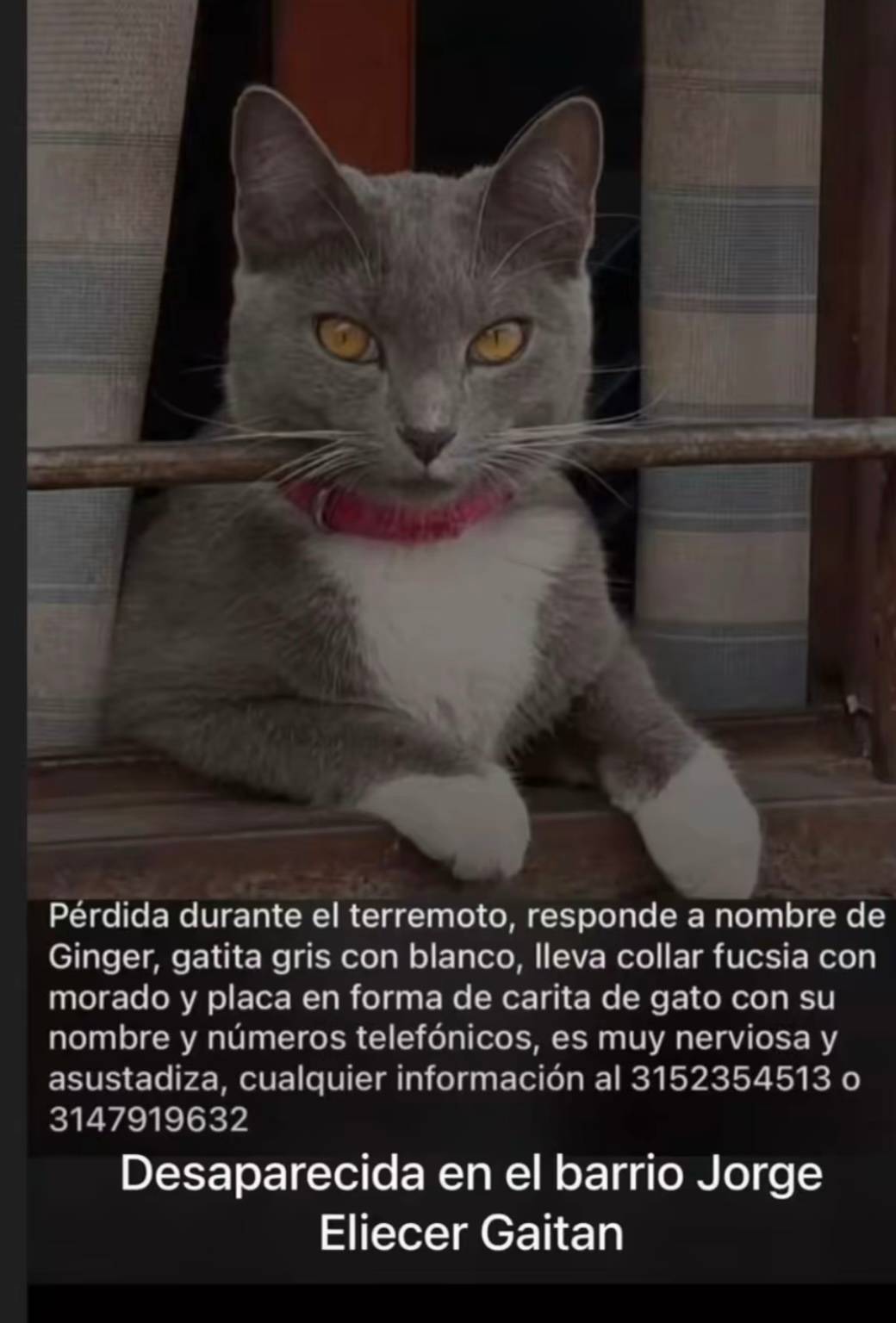 Gato Ginger, gris con blanco. lleva collar fucsia con morado y placa en forma de carita de gato con su nombre