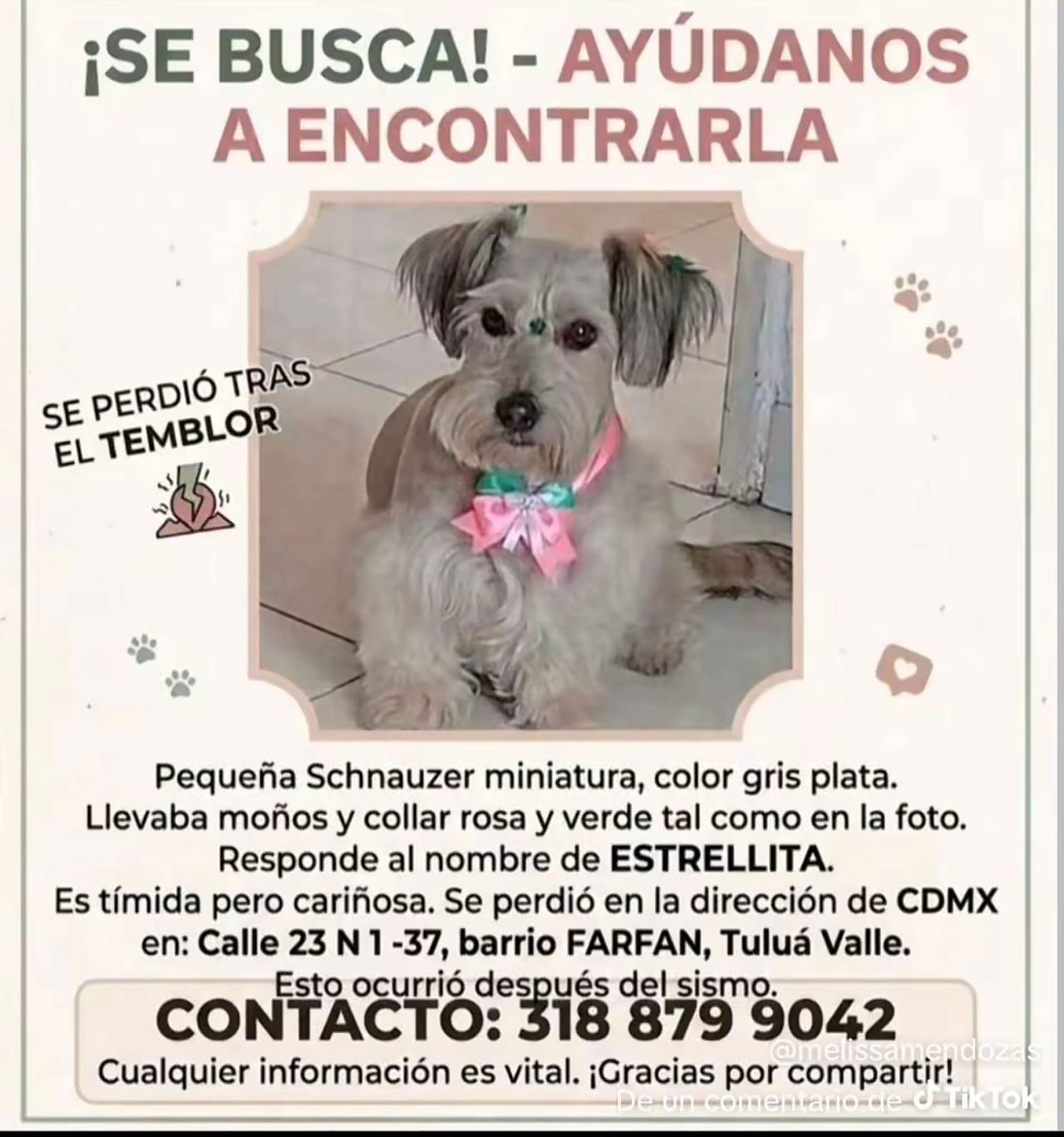 estrellita, color gris plata, llevaba moños y colla color rosa y verde como en la foto