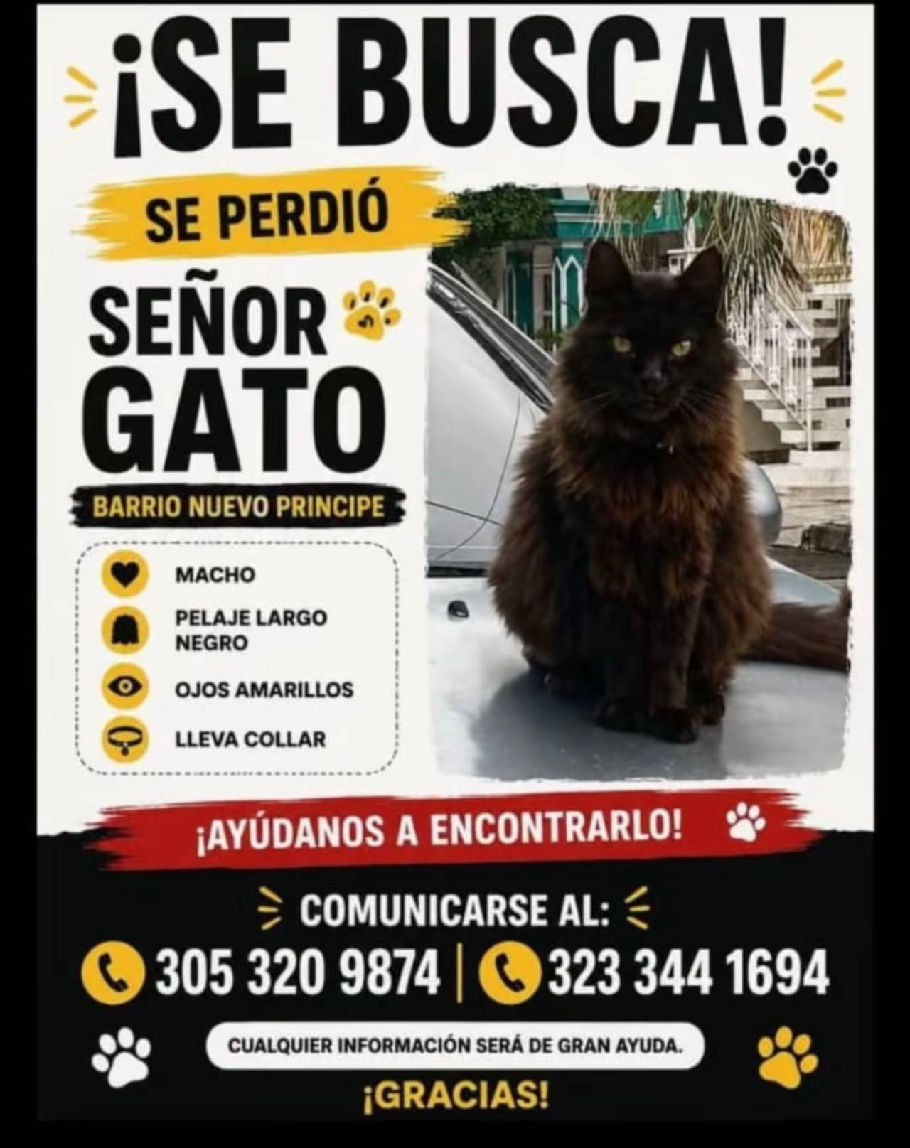 Señor gato , macho pelaje largo negro , ojos amarillos, lleva collar 3053209874 - 3233441694