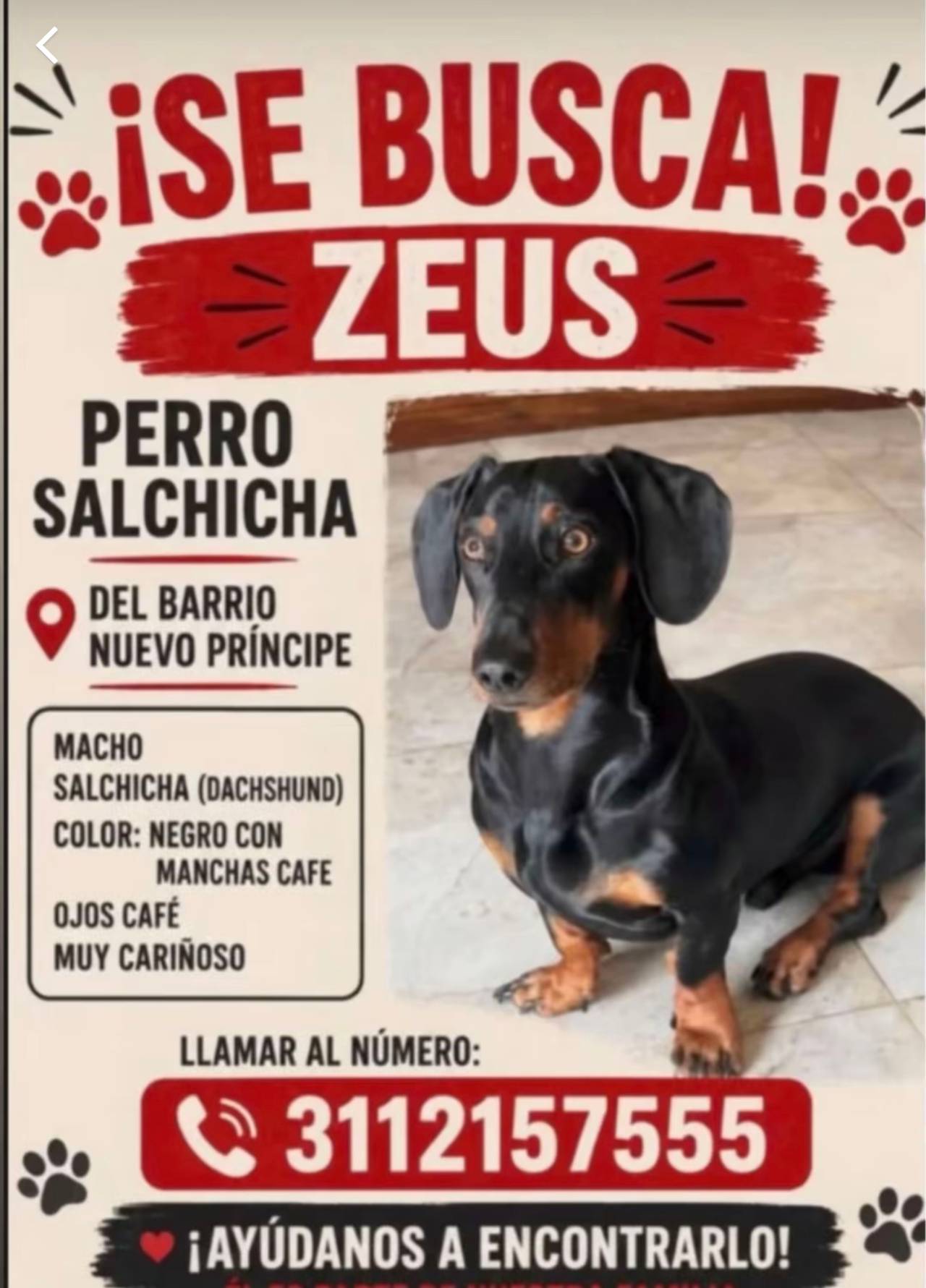 Zeus, perro salchicha color negro con manchas cafe, ojos cafe muy cariñoso.