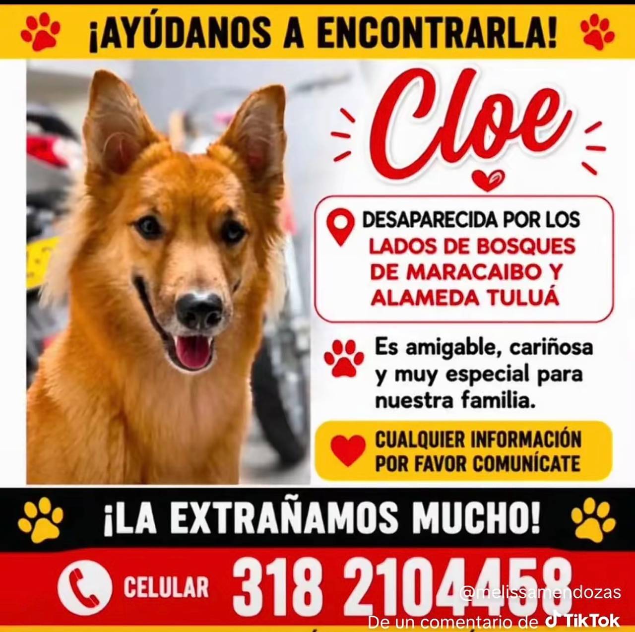 Cloe, es muy amigable, cariñosa y muy especial para nuestra familia.