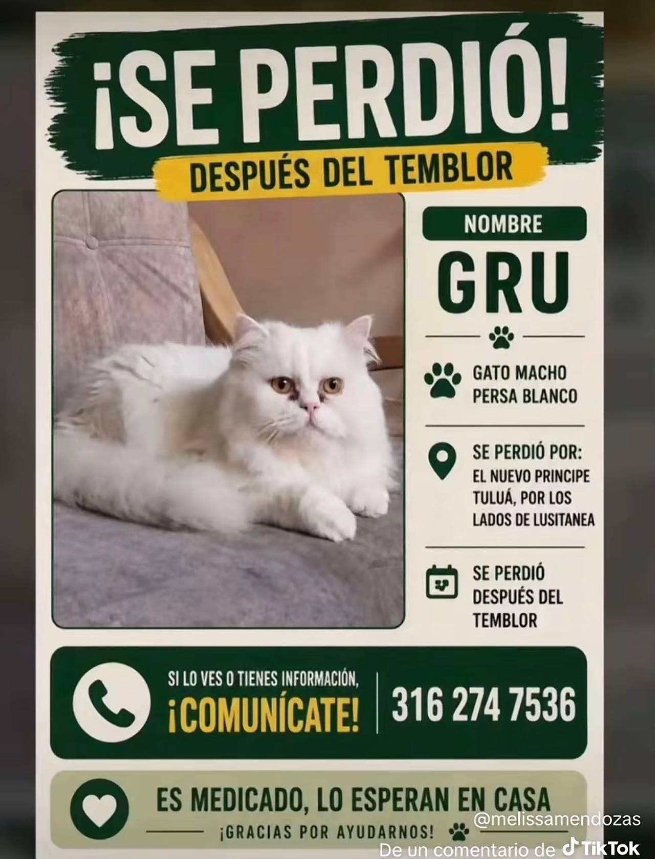 Gru, gato macho persa blanco,