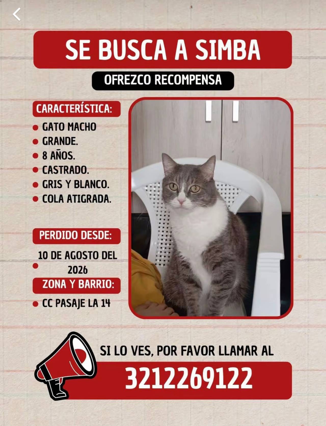 Gato Macho, grande, 8 años , castrado, gris y blanco, cola atigrada
