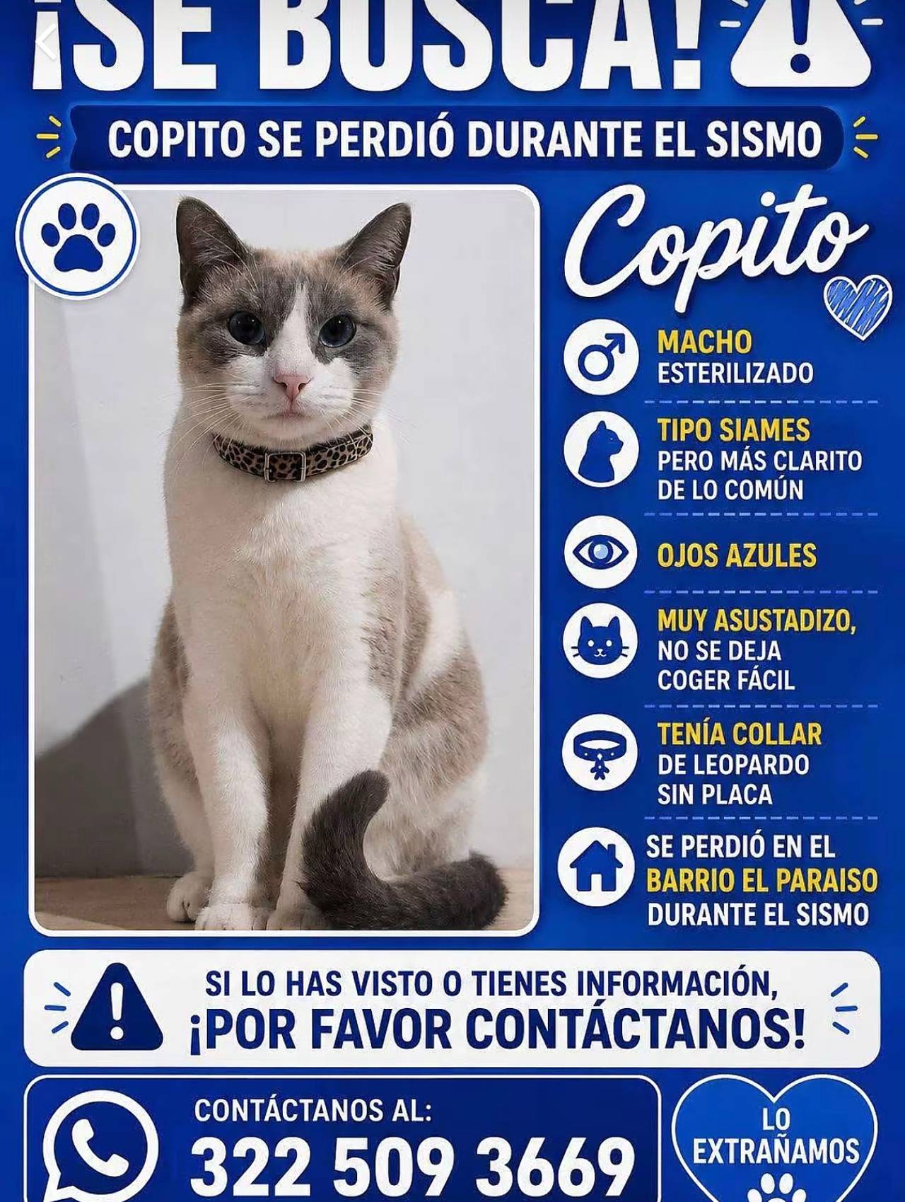 Gato macho tipo siames, ojos azules, muy asustadizo, tenia collar de leopardo sin placa,