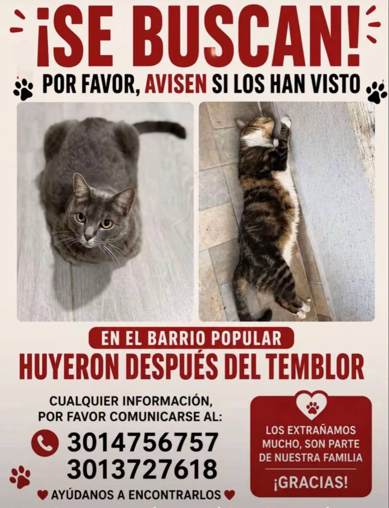 gatos