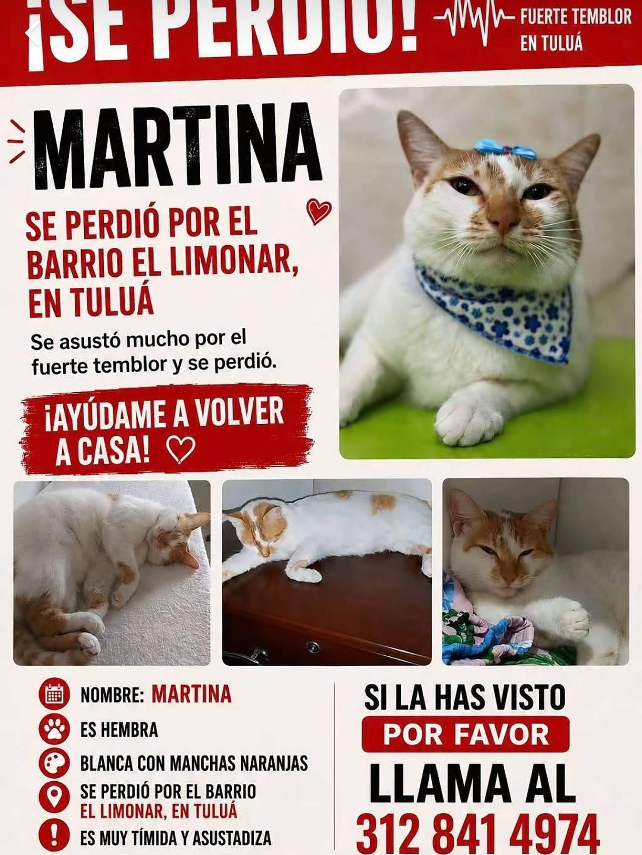 Martina, hembra, blanca con manchas naranjas, muy timida y asustadiza