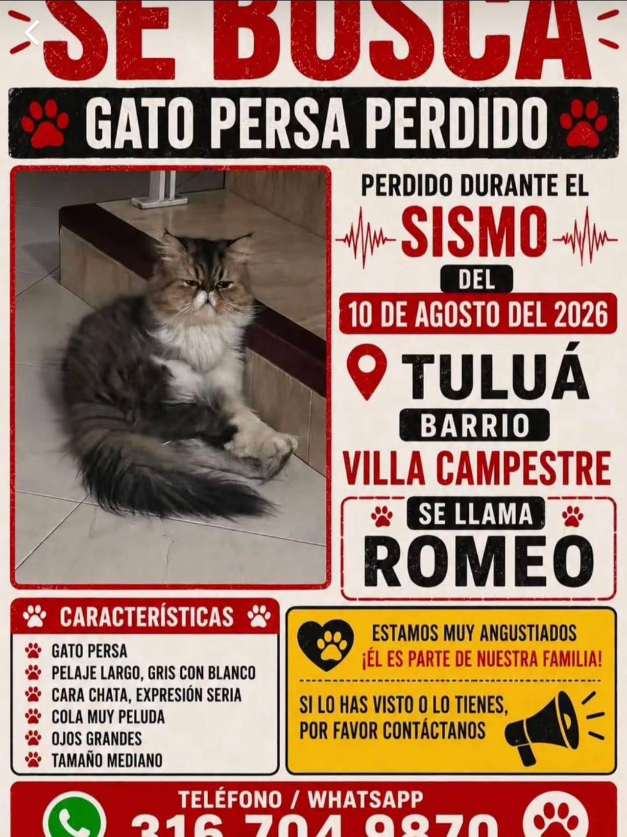Romeo, gato persa, pelaje largo gris con blanco, cara chata expresion seria, cola muy peluda, ojos grandes, tamaño mediano