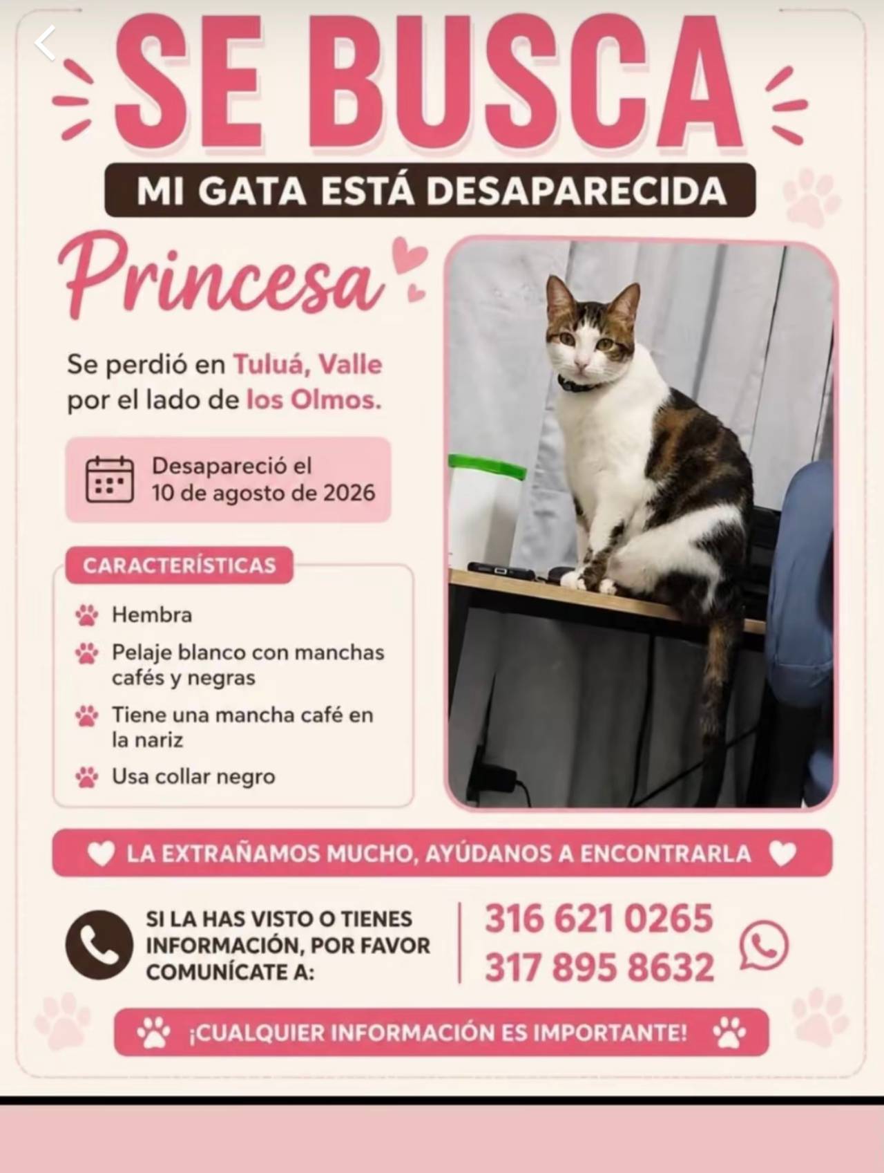 princesa, hembra pelaje blanco, con manchas cafes y negras, tiene una mancha negra en la nariz, usa collar negro.