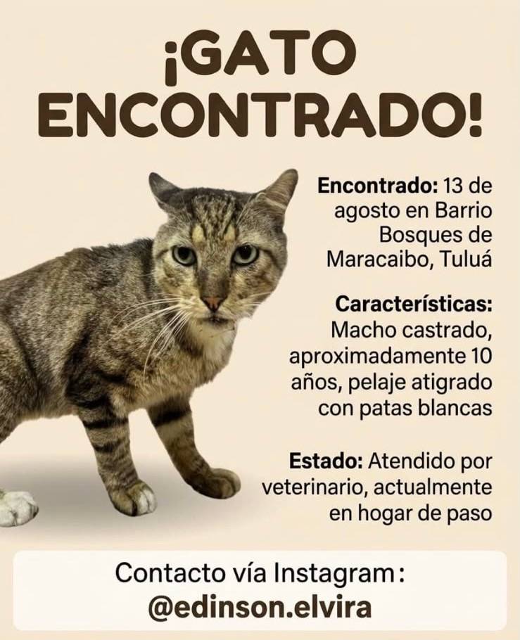 Macho, castrado. aprox 10 años. Pelaje atigrado