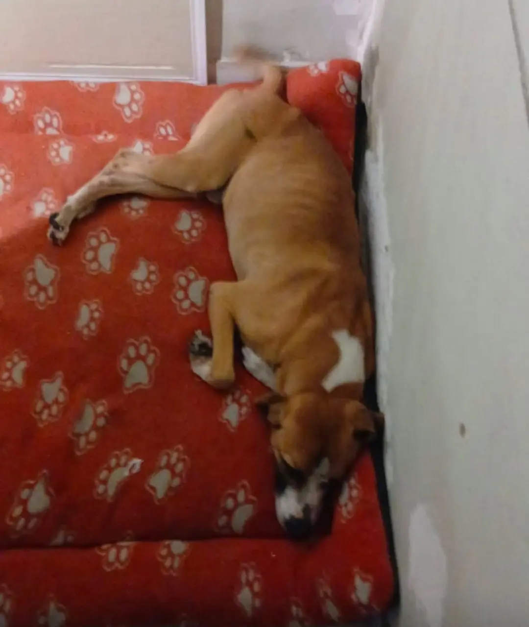 🚨 ¡AYÚDANOS A ENCONTRAR A ROCKY! 🐶❤️‍🩹

Rocky fue rescatado de una situación muy precaria y estaba en un hogar de paso en el barrio El Paraíso. El día del terremoto, por el susto, se salió de la casa donde lo tenían y aún no ha sido encontrado. 💔

🙏🏻 Si lo ves, por favor acógelo y llama al 3172880962 Yo iré inmediatamente por él.

Ayúdame compartiendo para que Rocky vuelva a casa. 🐾❤️