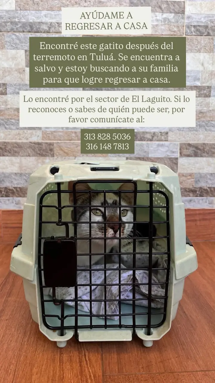 Se encuentra a salvo en espera a que el dueño llame 🥺🙏