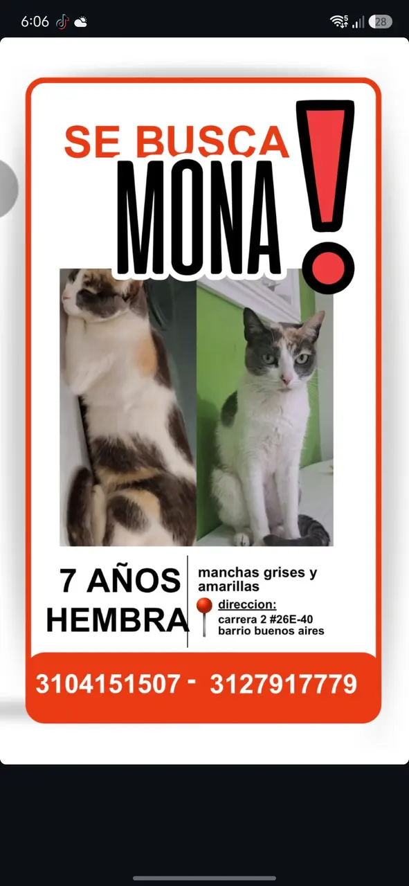Gata hembra, se perdió en el barrio Buenos Aires por el parque de la piedra, es blanca, pequeña y tiene manchas amarillas y grises en la espalda. Se llama mona