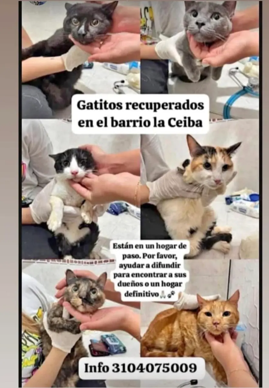 Gatos encontrados en el barrio la ceiba tulua