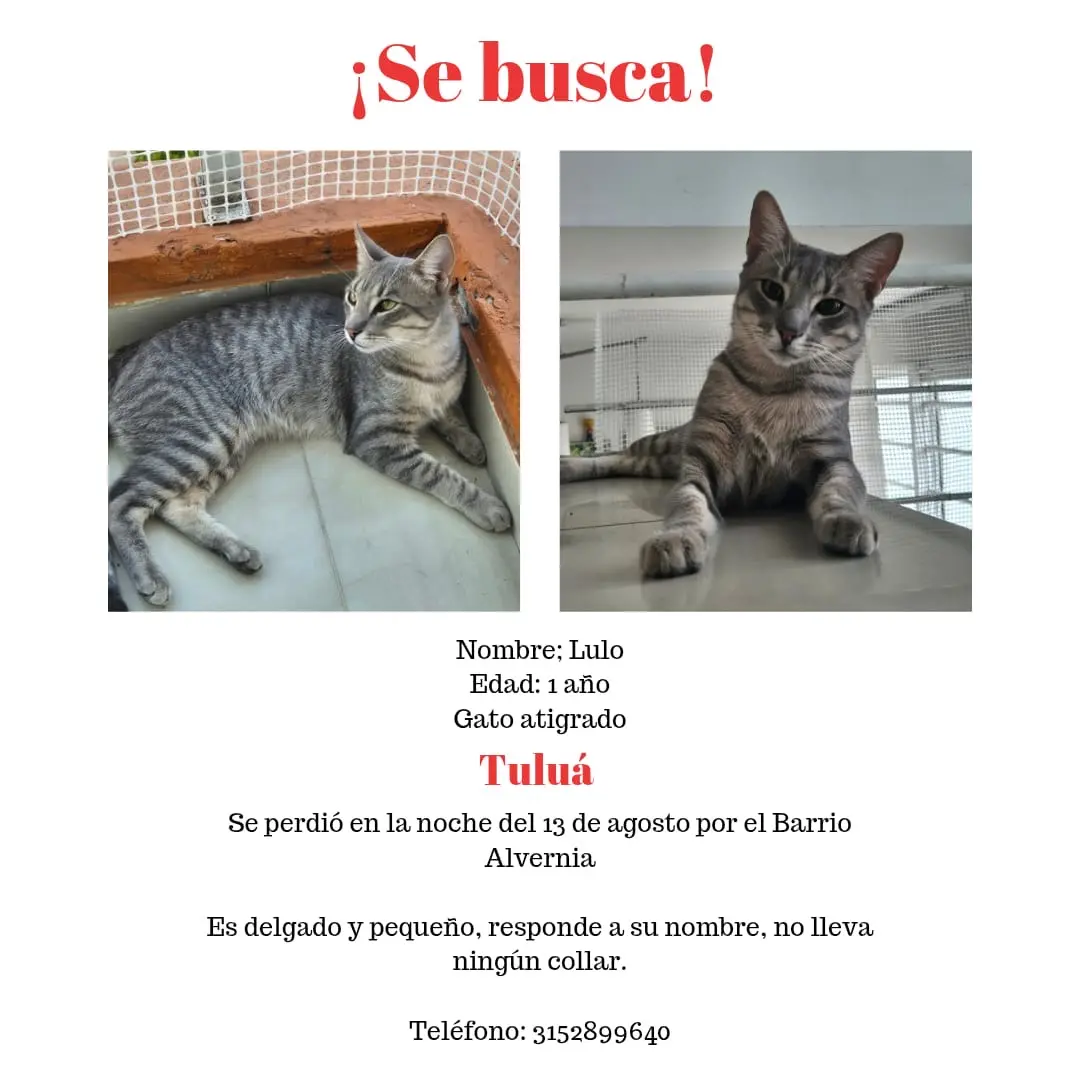 Gato se perdió en el barrio Alvernia, es delgado y pequeño