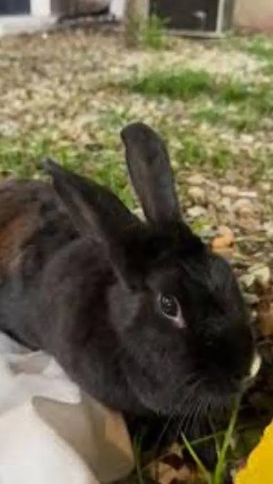 Hola buenas tardes mi conejo Ramón se perdió ayer en la noche en el barrio arboledas del Darién en tulua si alguien lo ha visto o lo encontró les agradezco