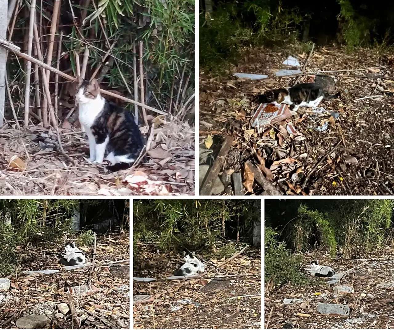 Hola, buscando a mi gato he visto estos dos gatos en el barrio nuevo príncipe , en donde termina el parque de la guadua, pasando el conjunto residencial Lusitania en Tuluá