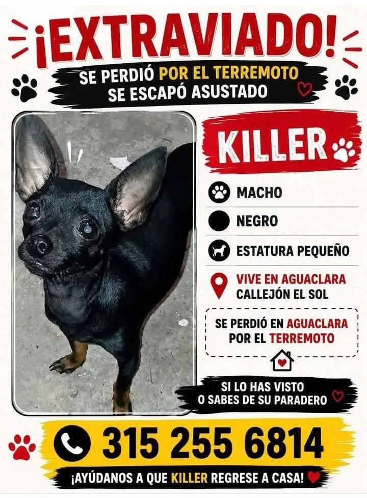 desde el día lunes 10 agosto se perdió
mi perrito Killer salio asustado .
en el barrio aguaclara de tulua valle, por favor si saben algo escribirnos al número 3152558614
deseamos que vuelva a nuestro hogar.