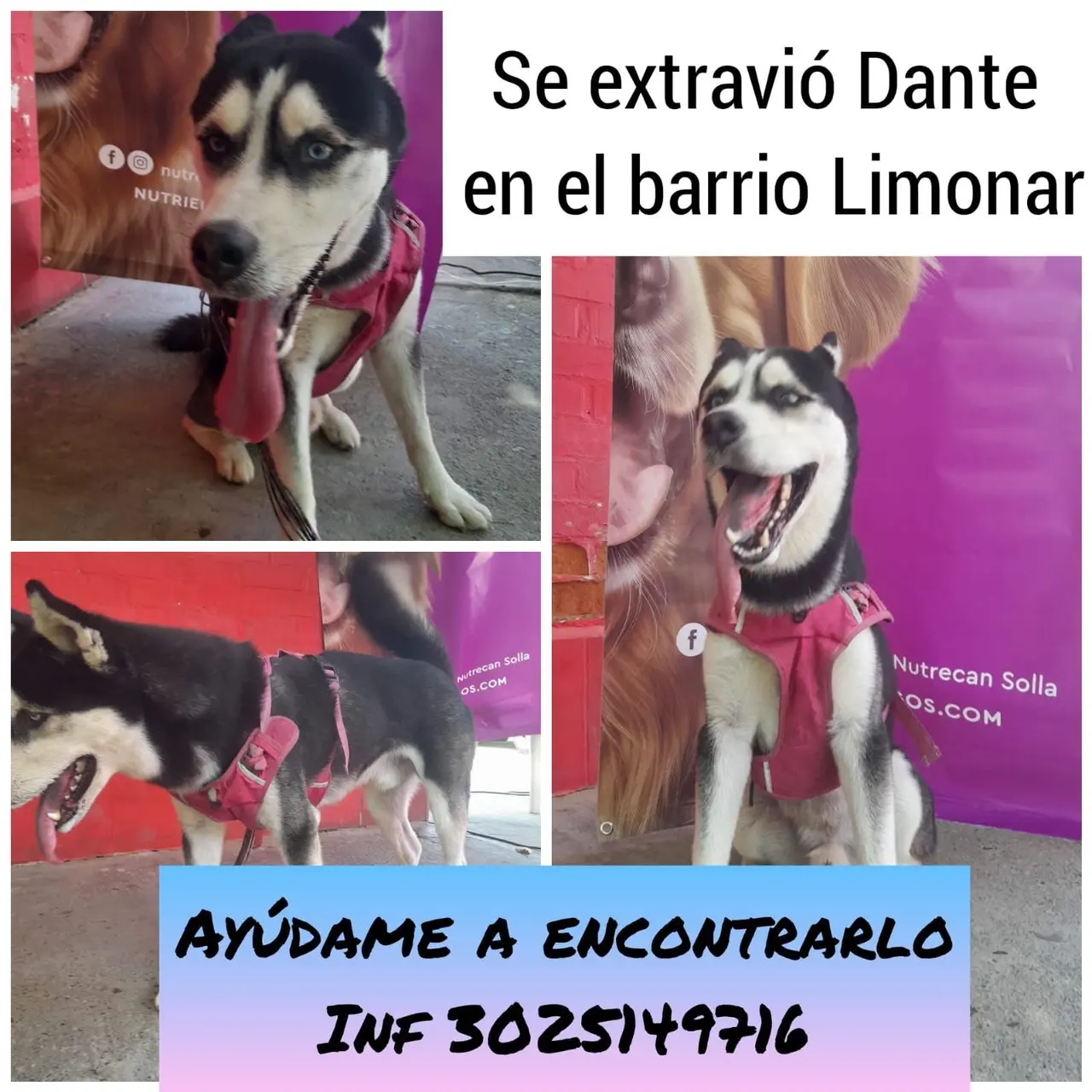 En el limonar 3025149716
