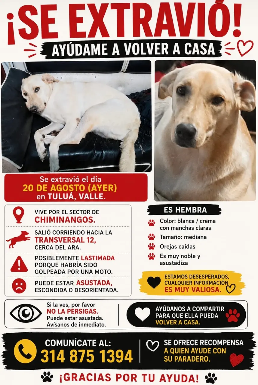 🐶 PERRITA EXTRAVIADA

Hembra, tamaño mediano, color blanco/crema con manchas claras, orejas caídas, muy noble y asustadiza. Posiblemente está lastimada tras haber sido golpeada por una moto y puede estar escondida o desorientada.
📞 314 875 1394
💰 Se ofrece recompensa por información que ayude a encontrarla.

🙏 Ayúdanos compartiendo para que pueda volver a casa.